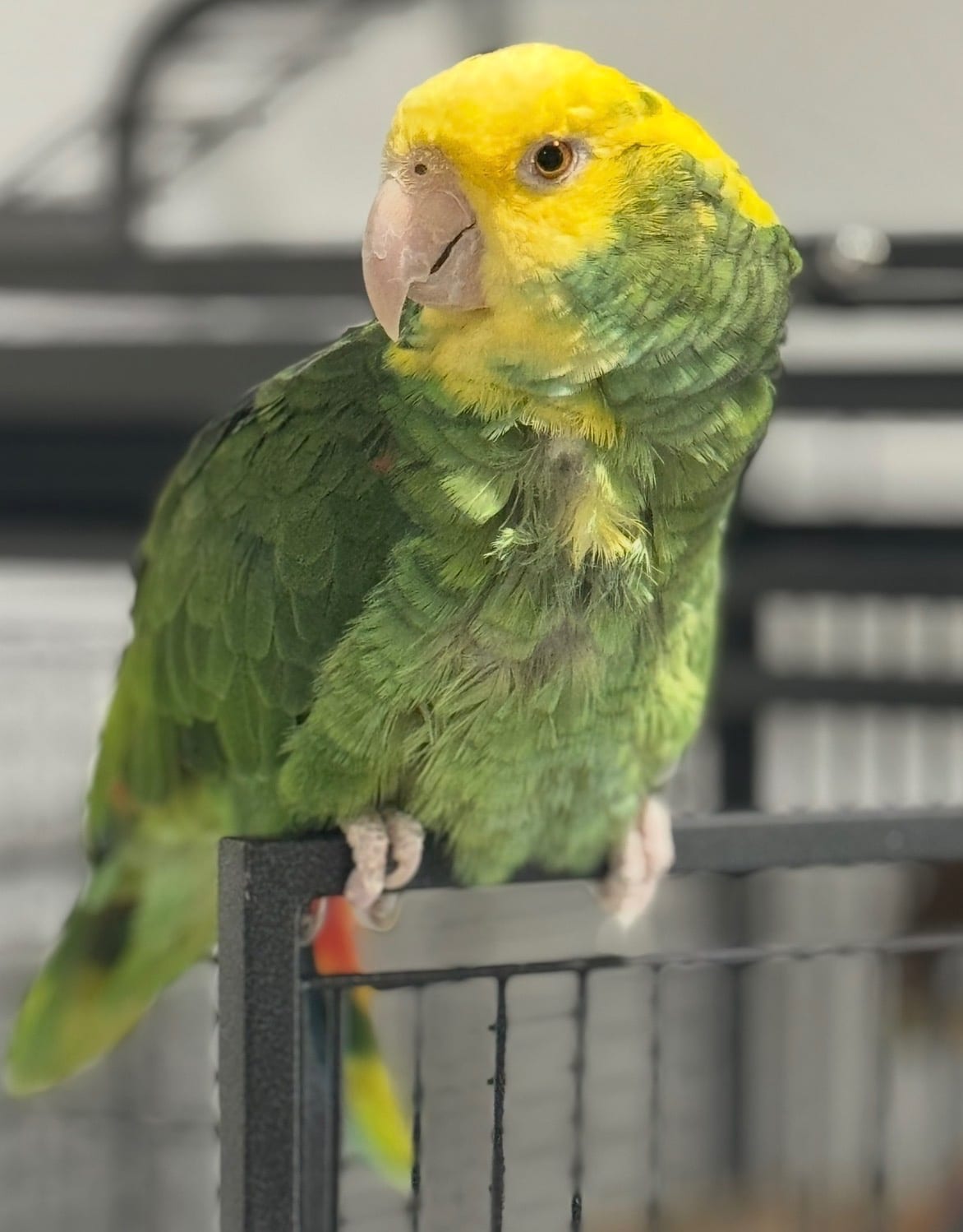 Companion Adoption