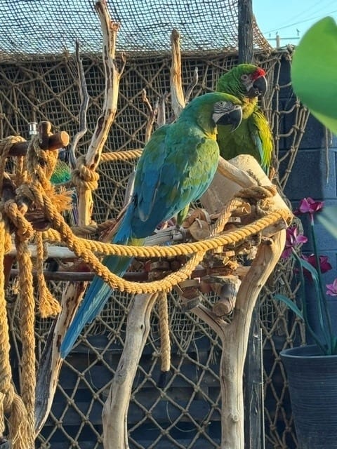 Feathered Friendships